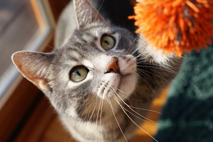 how to correct cat behavior