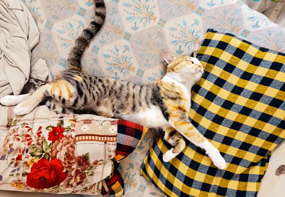 Responsible Pet Care Adoption