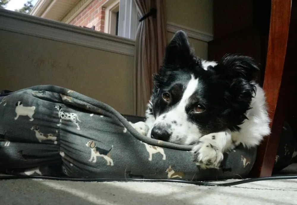 Home to Home Pet Adoption