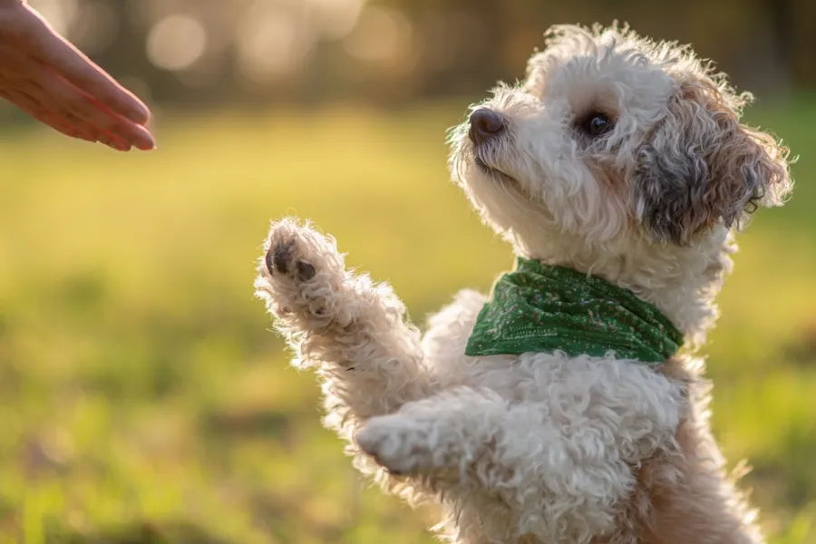 tips on house training a puppy