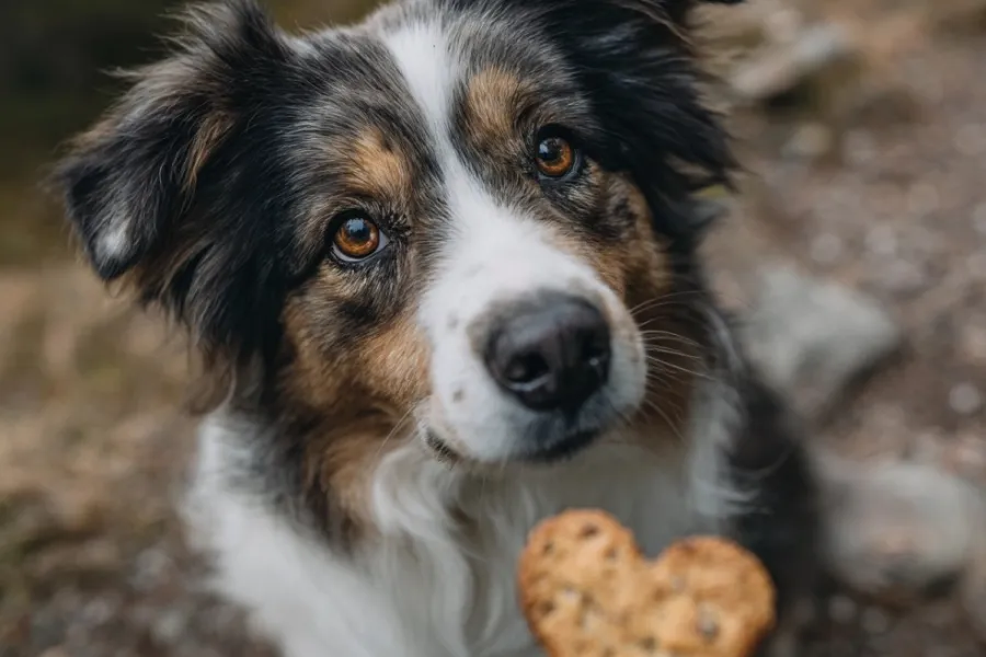 tips on house training a puppy