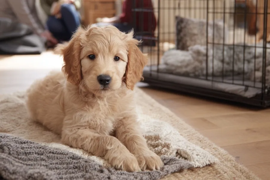 tips on house training a puppy