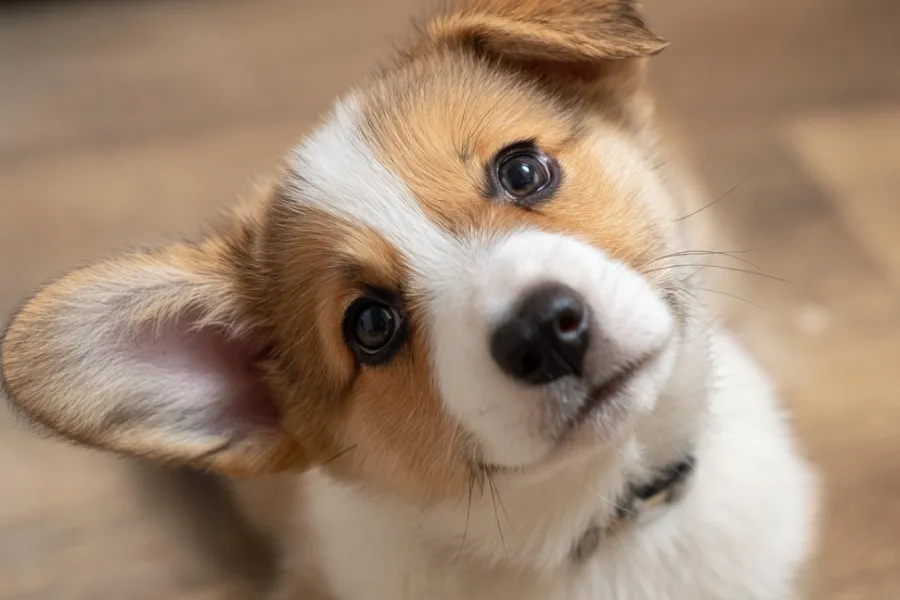 how to raise a puppy