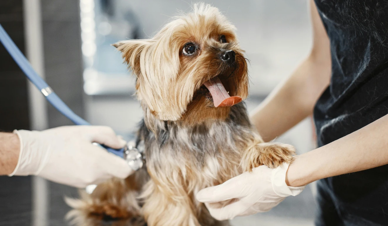 Dog Breed Health Issues
