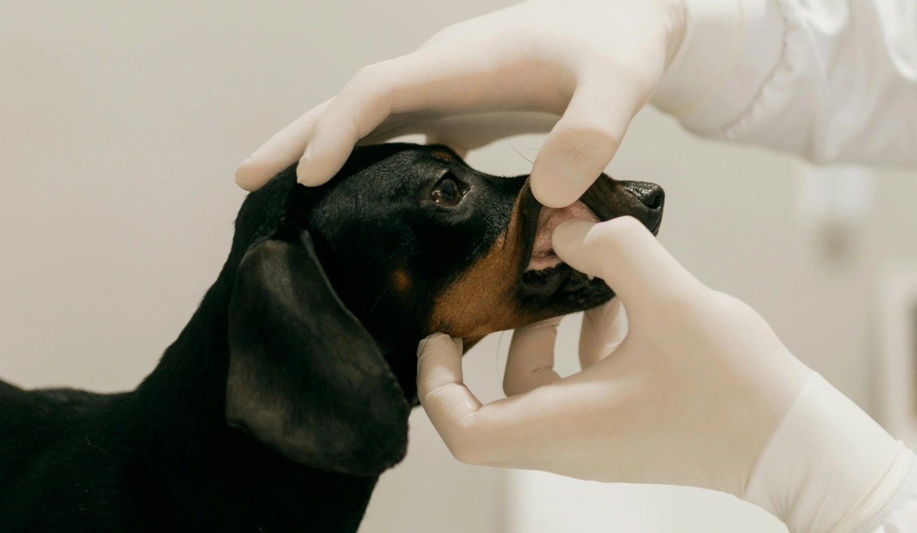 Dog Breed Health Issues