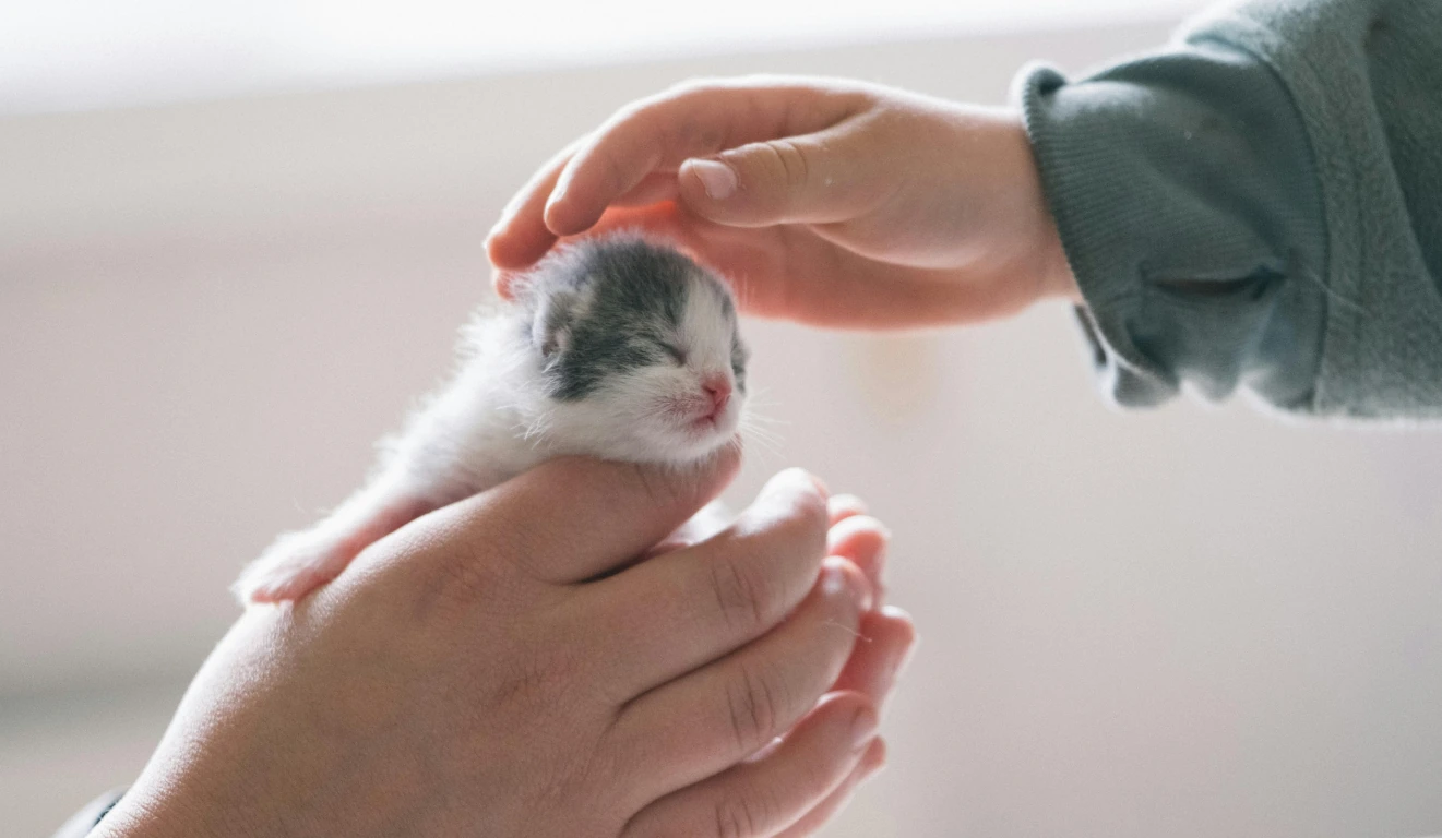 First Time Cat Owner Tips