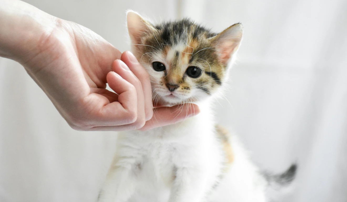 First Time Cat Owner Tips