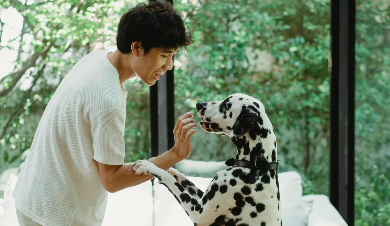 At Home Dog Training