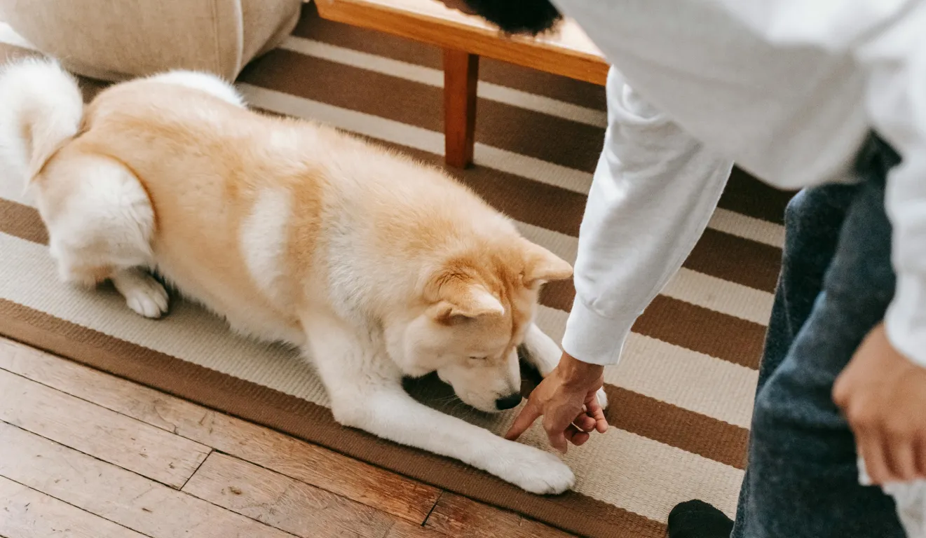 At Home Dog Training