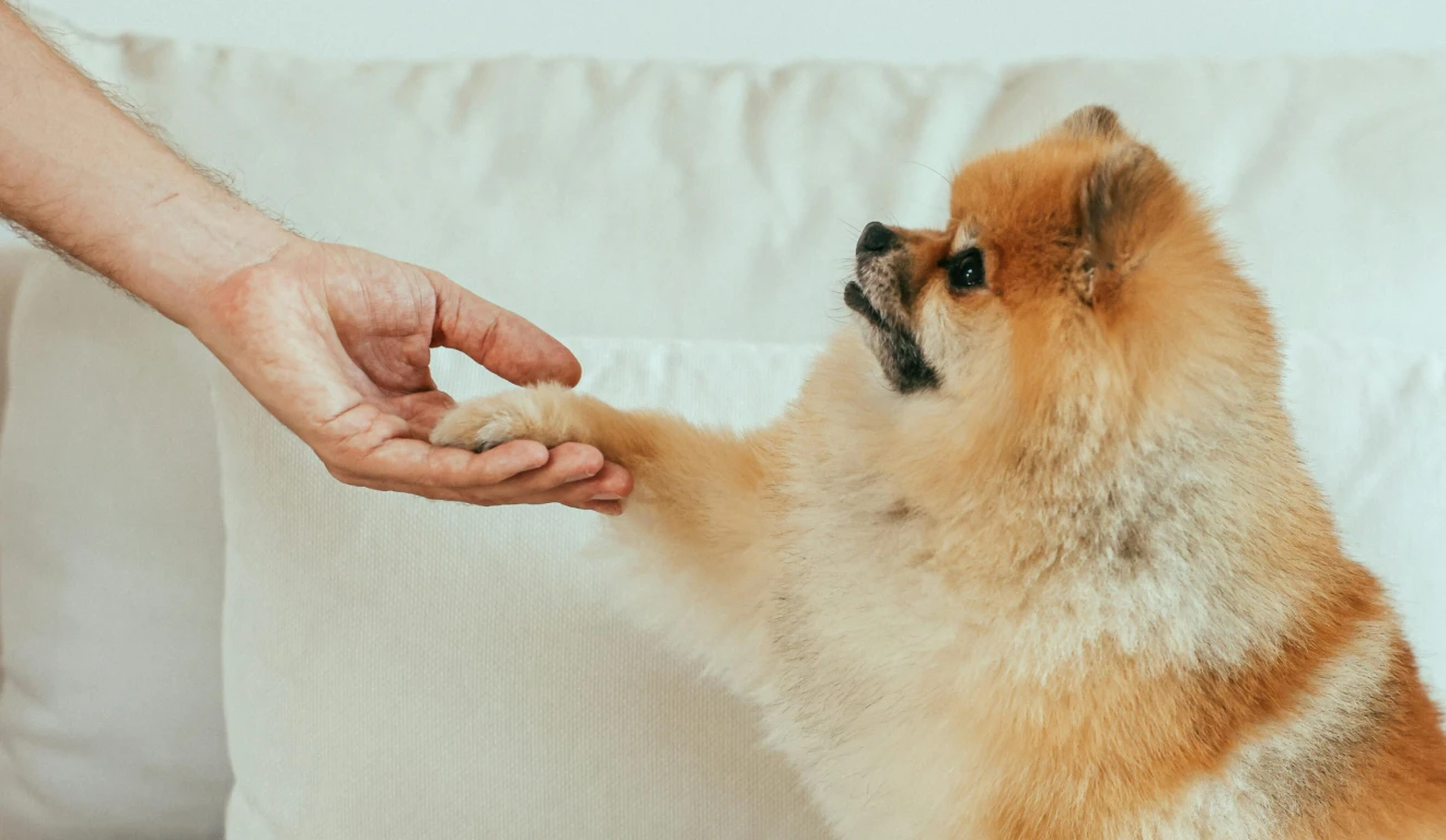 At Home Dog Training