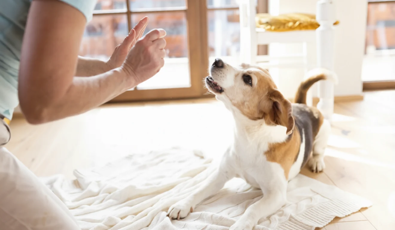 Dog Body Language Meaning