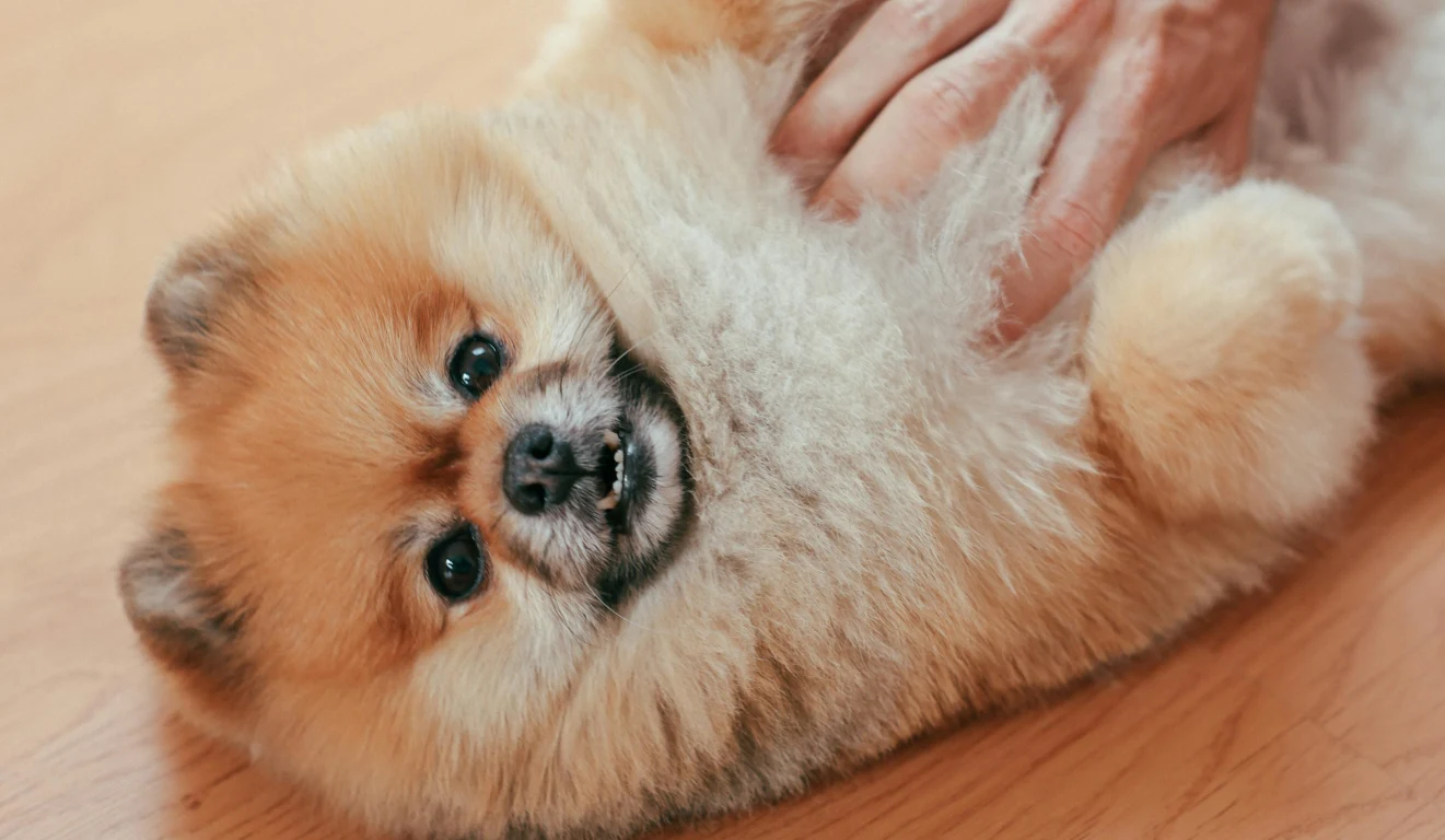 Dog Body Language Meaning