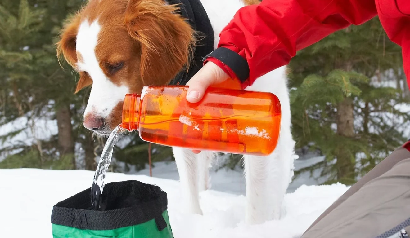 Pet First Aid Kit List