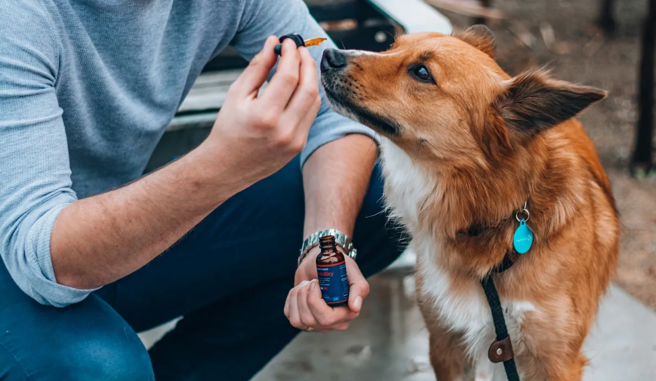 Pet First Aid Kit List