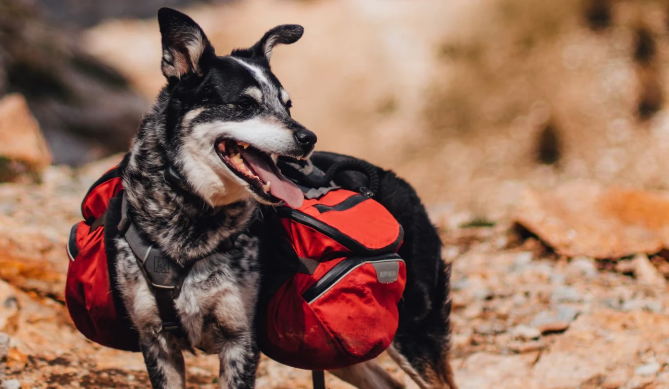 Pet First Aid Kit List
