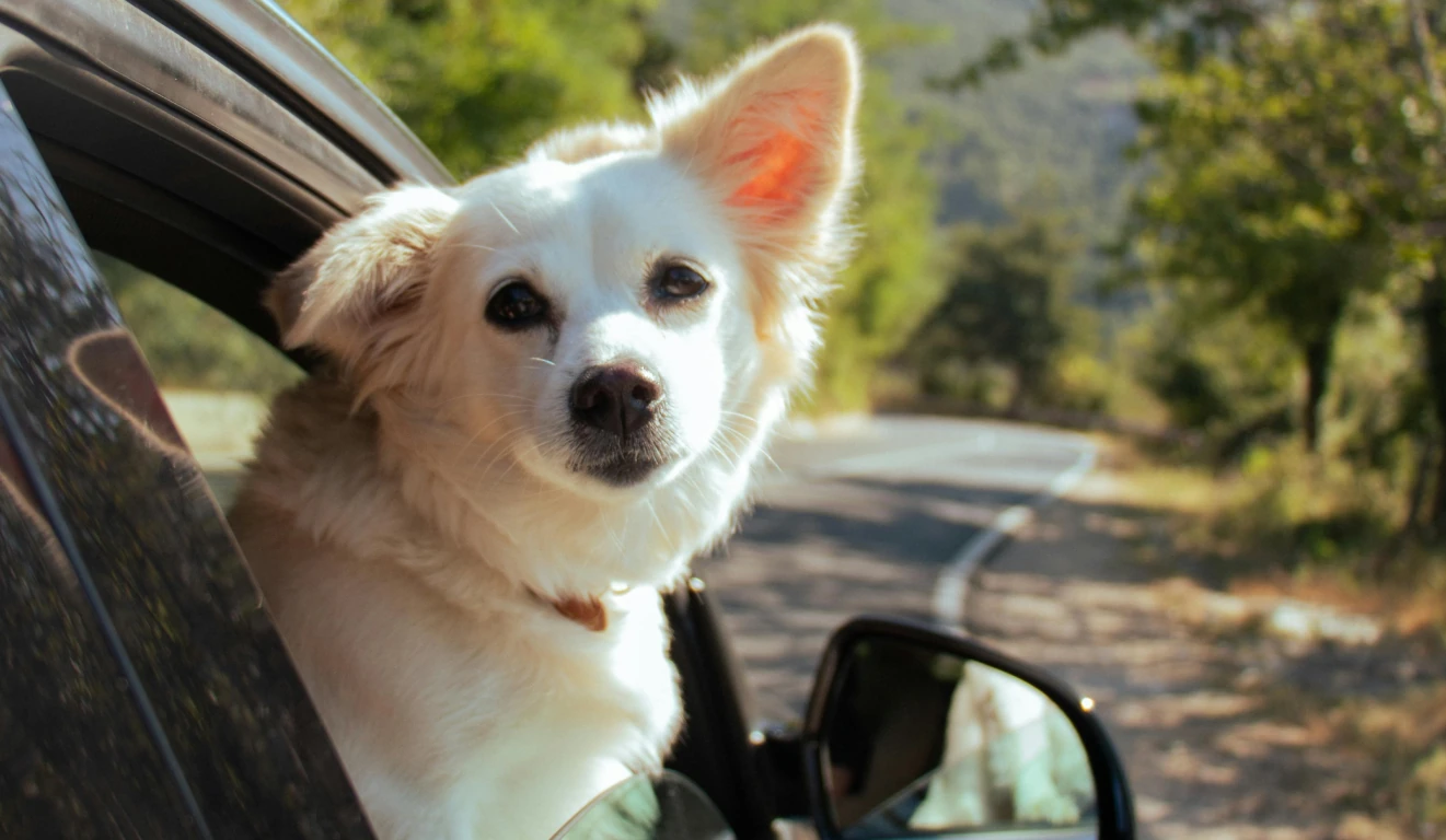 Road Trip with a Dog