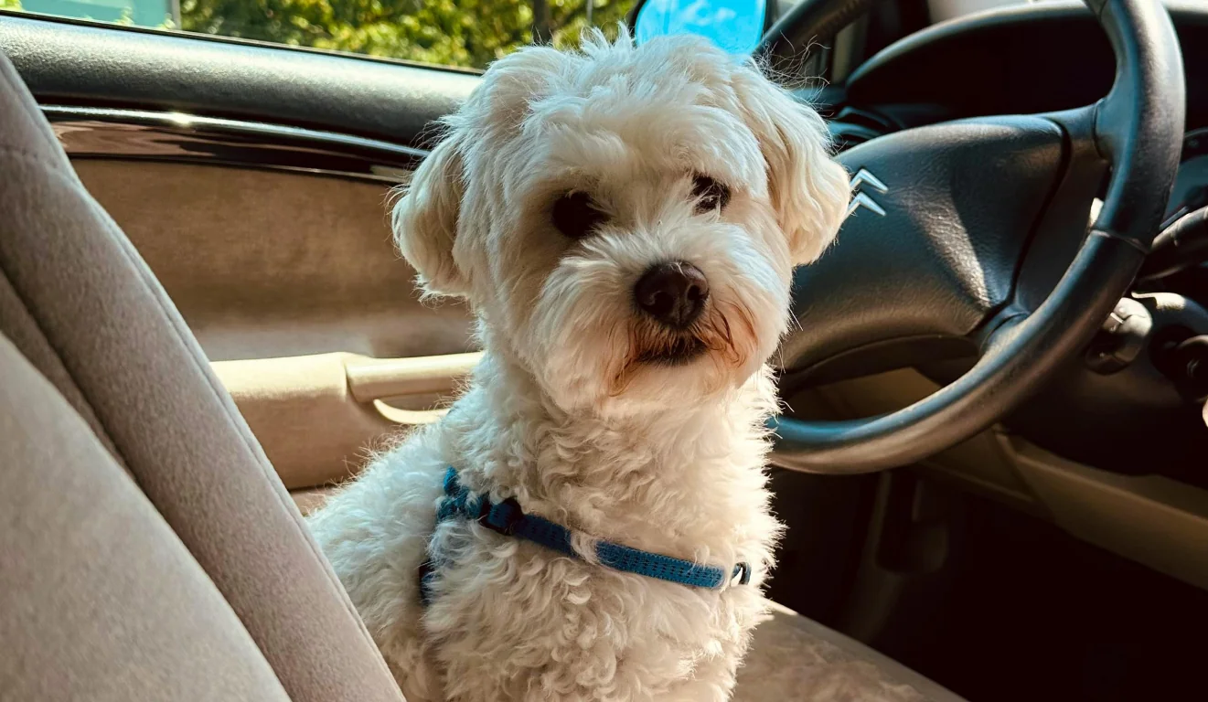 Road Trip with a Dog