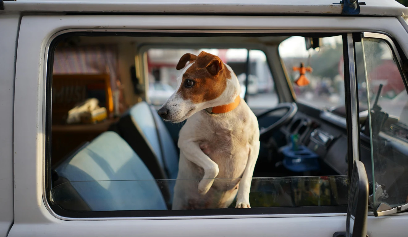 Road Trip with a Dog