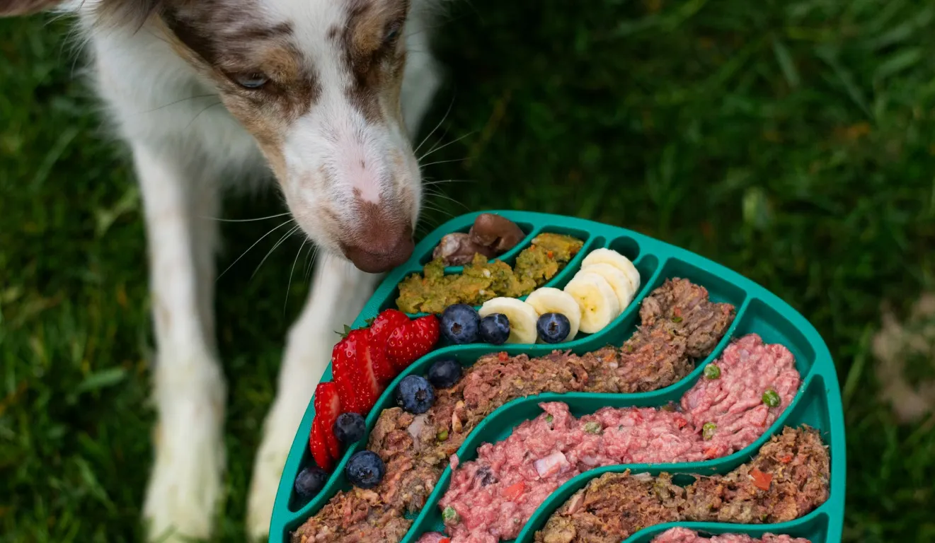 Dog Food Calorie Calculator