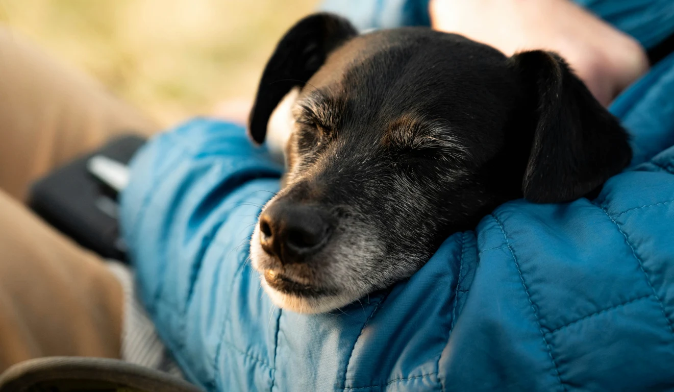 Senior Dog Care Tips