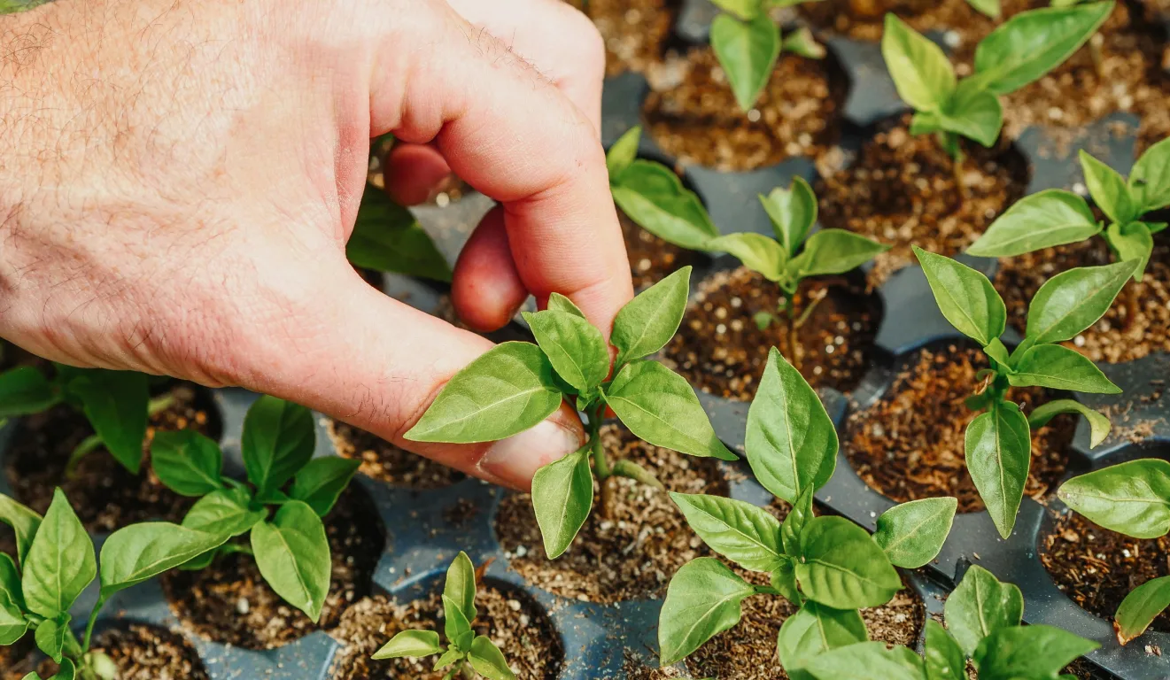 Vegetable Garden for Beginners