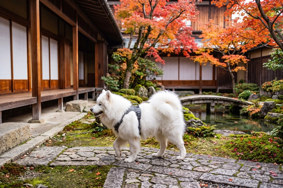 traveling with pets